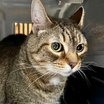 Peekaboo thumbnail 2