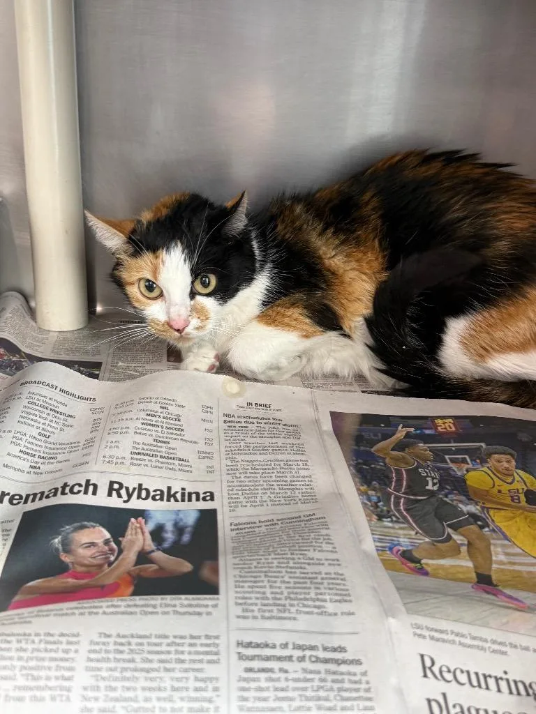A young medium-sized female Domestic Short Hair cat named Roberta for adoption in Denham Springs, LA