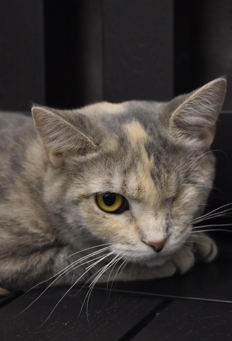 A young medium-sized female Dilute Tortoiseshell cat named Aspenkc for adoption in Greenville, DE