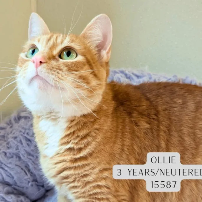 Ollie