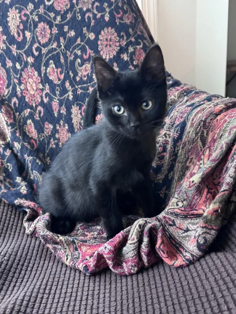A baby small-sized male Black Domestic Short Hair cat named Jalapeno for adoption in Greenbelt, MD