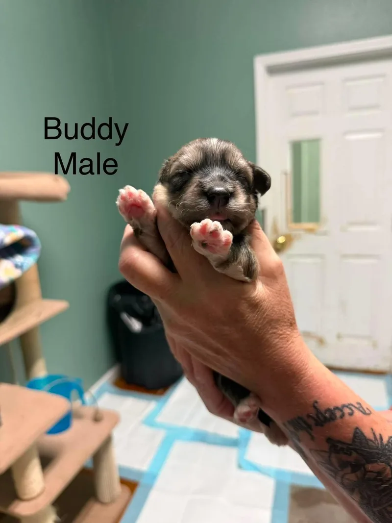 A baby small-sized male Corgi dog named Buddy for adoption in Elkton, MD