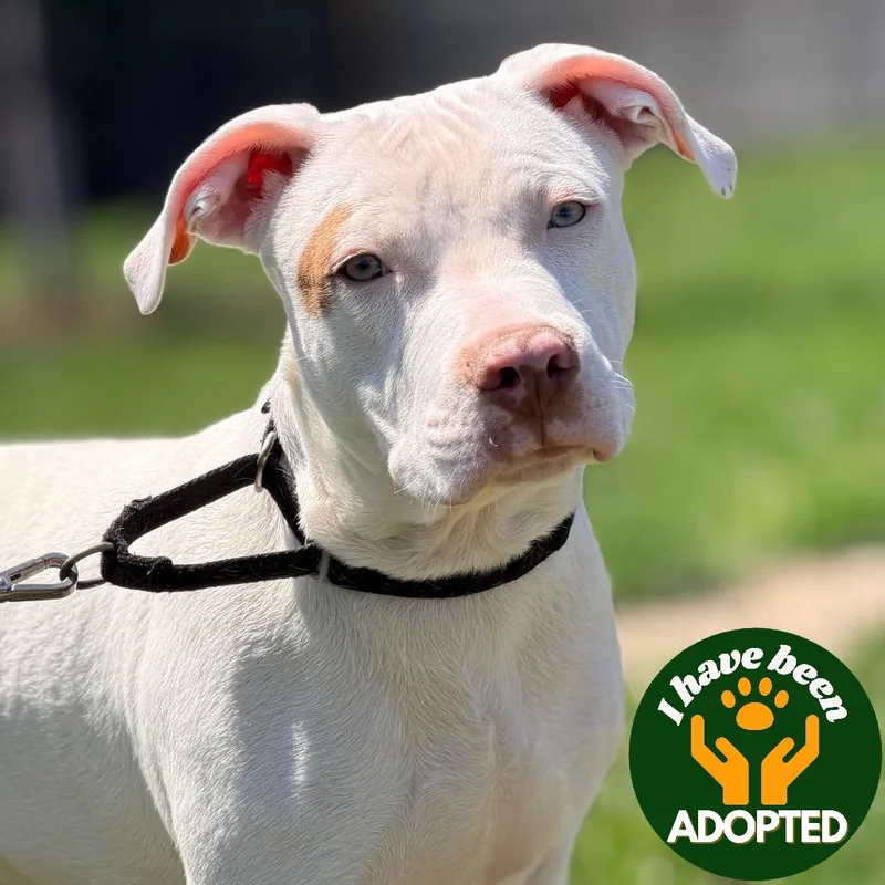 A baby medium-sized male White / Cream Pit Bull Terrier dog named Cloud for adoption in Champaign, IL