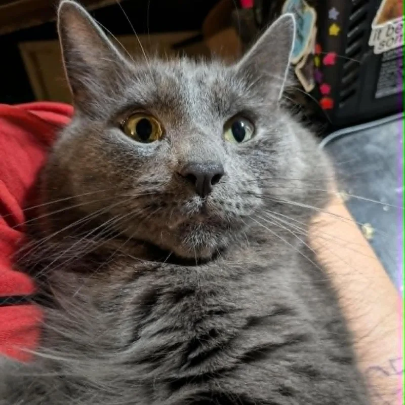 Mr. Charles thumbnail 2