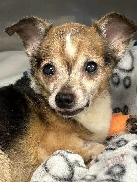 Frankie thumbnail 3