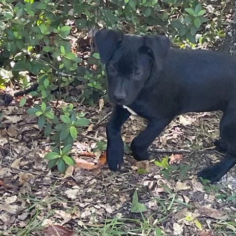 A young medium-sized female Black Labrador Retriever dog named Rose for adoption in Allentown, PA