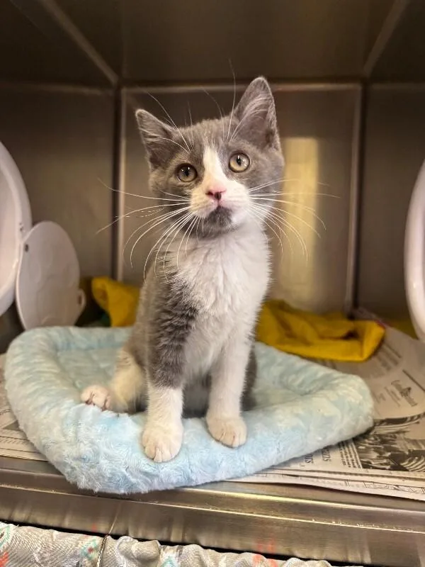 Millie Moon thumbnail 3