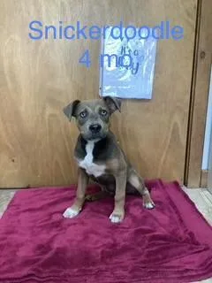 Snickerdoodle thumbnail 3