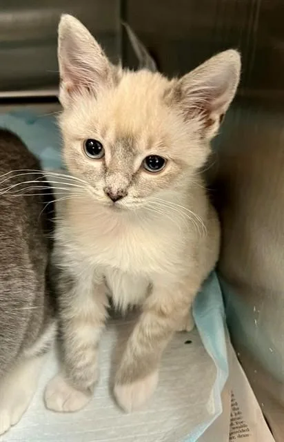 A baby medium-sized female Domestic Short Hair cat named Peony for adoption in Houston, TX