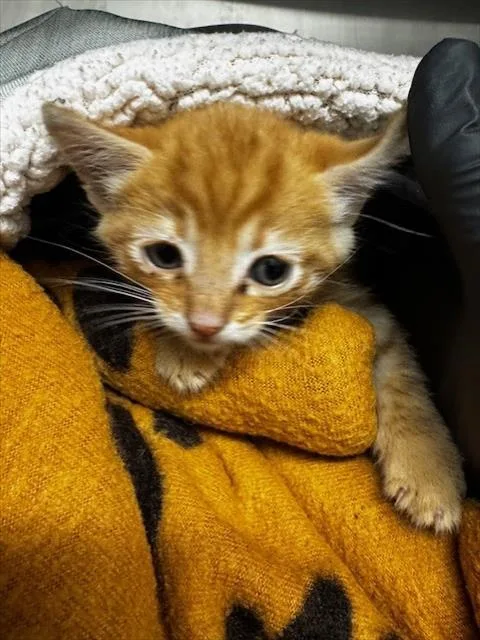 A baby small-sized male Domestic Short Hair cat named Chip for adoption in Fremont, CA