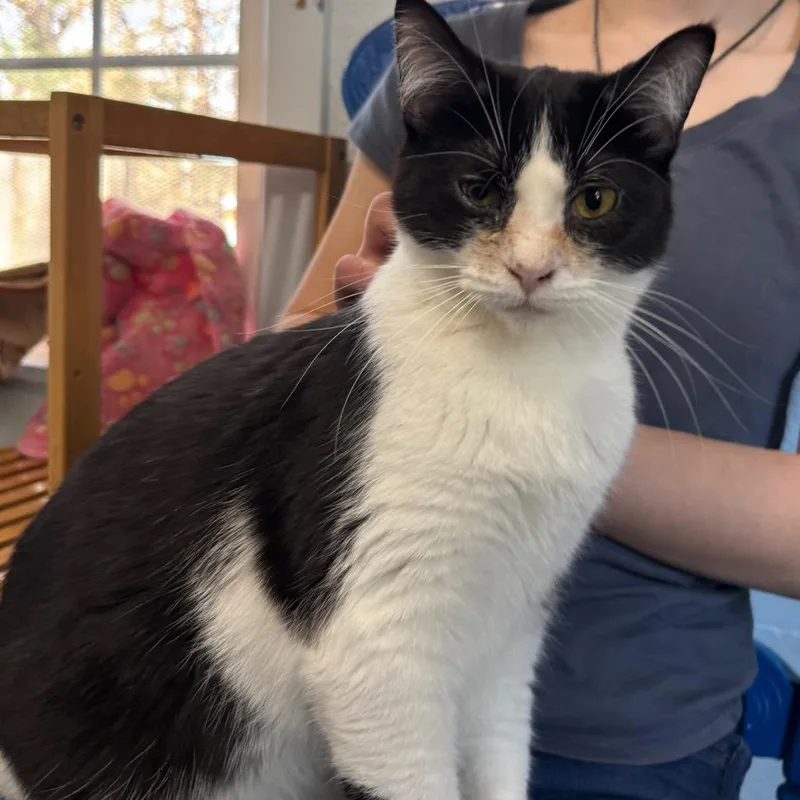 Mint Chip thumbnail 2