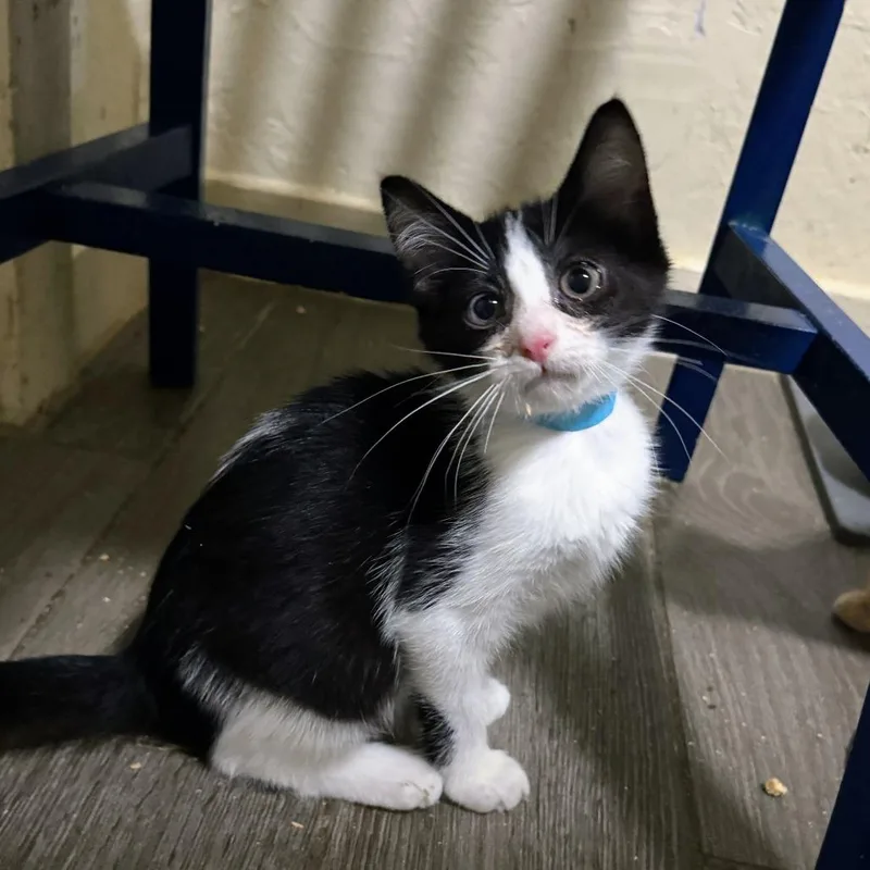 Mint Chip thumbnail 3