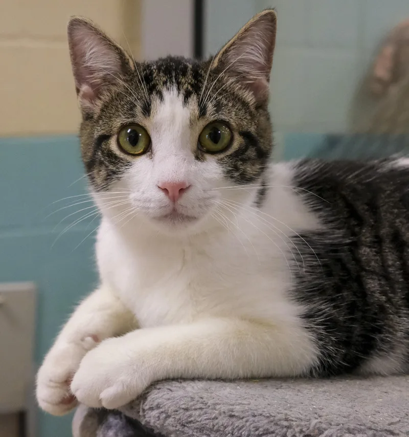A young medium-sized male Domestic Short Hair cat named Nugget for adoption in Harvey , LA