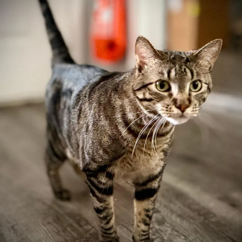 An adult extra large-sized male Brown / Chocolate Domestic Short Hair cat named Radagast for adoption in Austin, TX