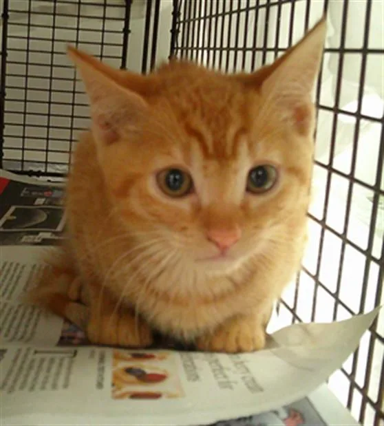 A baby small-sized male Domestic Short Hair cat named Periwinkle for adoption in Fort Lauderdale, FL