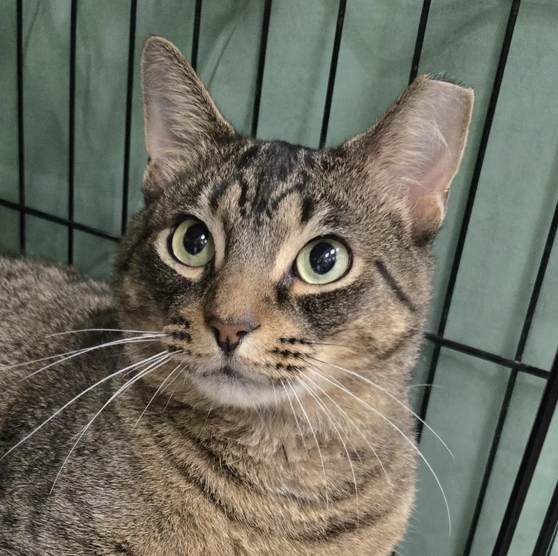 An adult large-sized male Tabby (Brown / Chocolate) Domestic Short Hair cat named Oskar for adoption in Mokena, IL