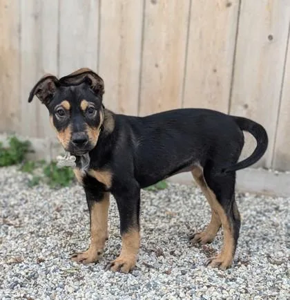 A baby medium-sized female Shepherd dog named Ponce for adoption in Burlington, WI