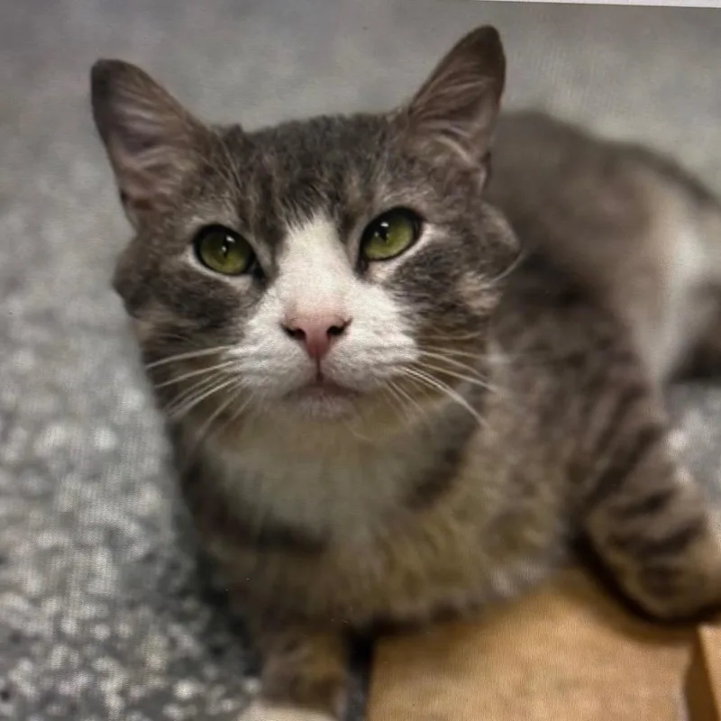 An adult large-sized male Gray / Blue / Silver Domestic Short Hair cat named Dallas for adoption in Bristol, IN