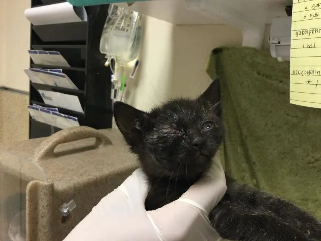 A baby small-sized female Domestic Short Hair cat named Mabel for adoption in Riverside, CA