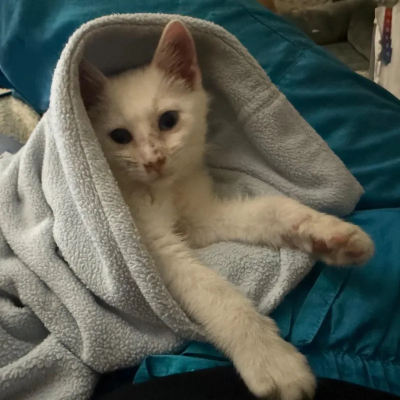 A baby small-sized male White Domestic Medium Hair cat named Casper for adoption in Westport, CT