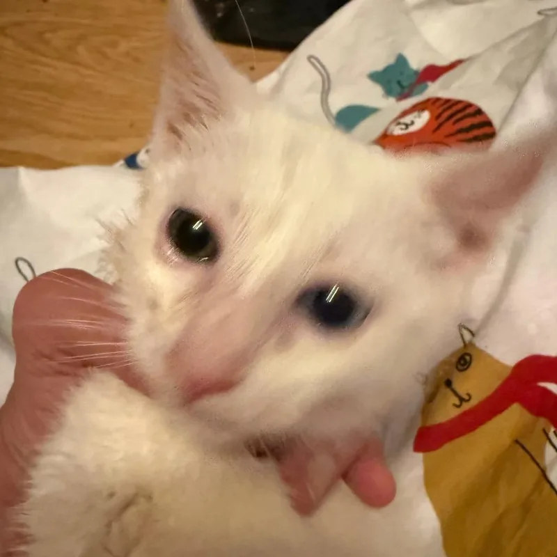 Casper thumbnail 2