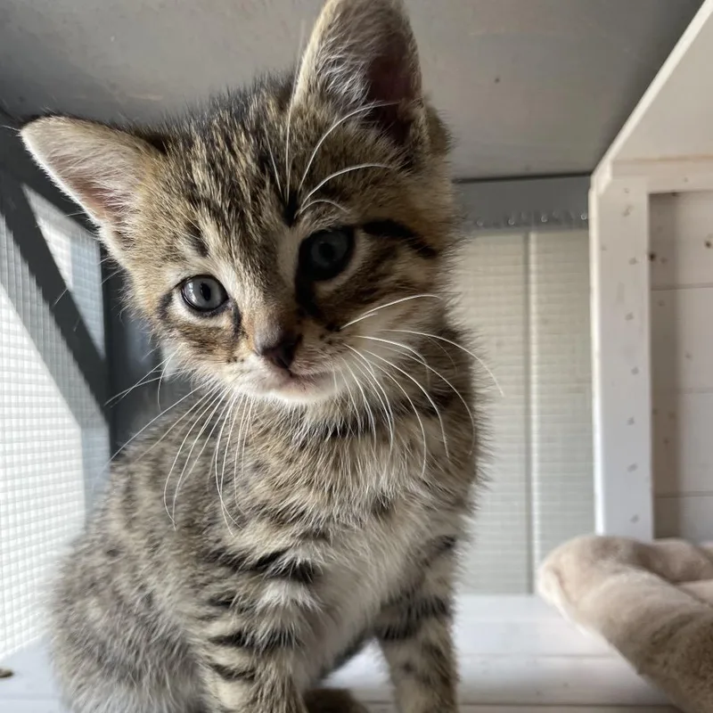 A baby small-sized male Brown / Chocolate Domestic Short Hair cat named Muggle for adoption in Brownsboro, AL