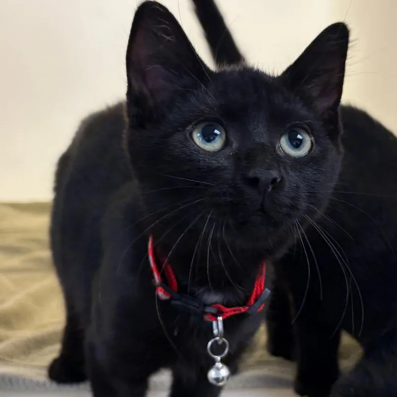 A baby small-sized male Black Domestic Short Hair cat named Jackson for adoption in Harrisonburg, VA