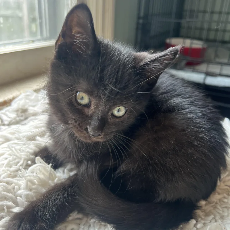 A baby medium-sized male Domestic Long Hair cat named Barry for adoption in Racine, WI