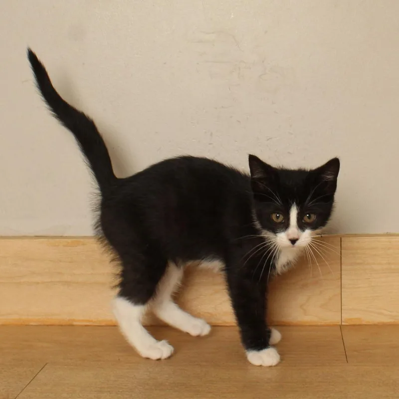 A baby small-sized female Black Domestic Short Hair cat named Dr.Bones C for adoption in Minnetonka, MN