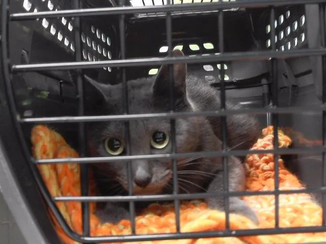 An adult small-sized female Domestic Short Hair cat named Eva Stratt for adoption in Omaha, NE