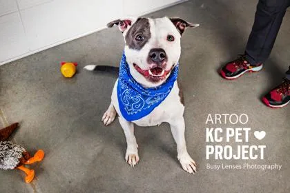 An adult large-sized male Gray / Blue / Silver Pit Bull Terrier dog named Artoo for adoption in Kansas City, MO