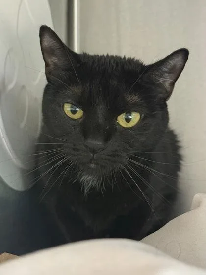 An adult medium-sized female Domestic Short Hair cat named Drizzy for adoption in West Chester, PA