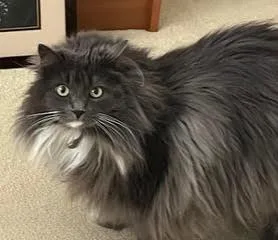 An adult large-sized female Gray & White Domestic Long Hair cat named Luna for adoption in Monterey, CA