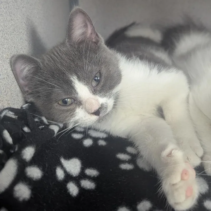 A baby small-sized female Gray / Blue / Silver Domestic Short Hair cat named Gillian for adoption in Evansville, IN