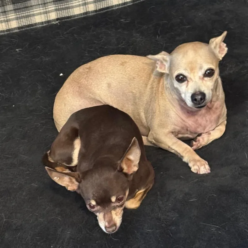 An adult small-sized female Yellow / Tan / Blond / Fawn Chihuahua dog named Prada for adoption in Las Vegas, NV