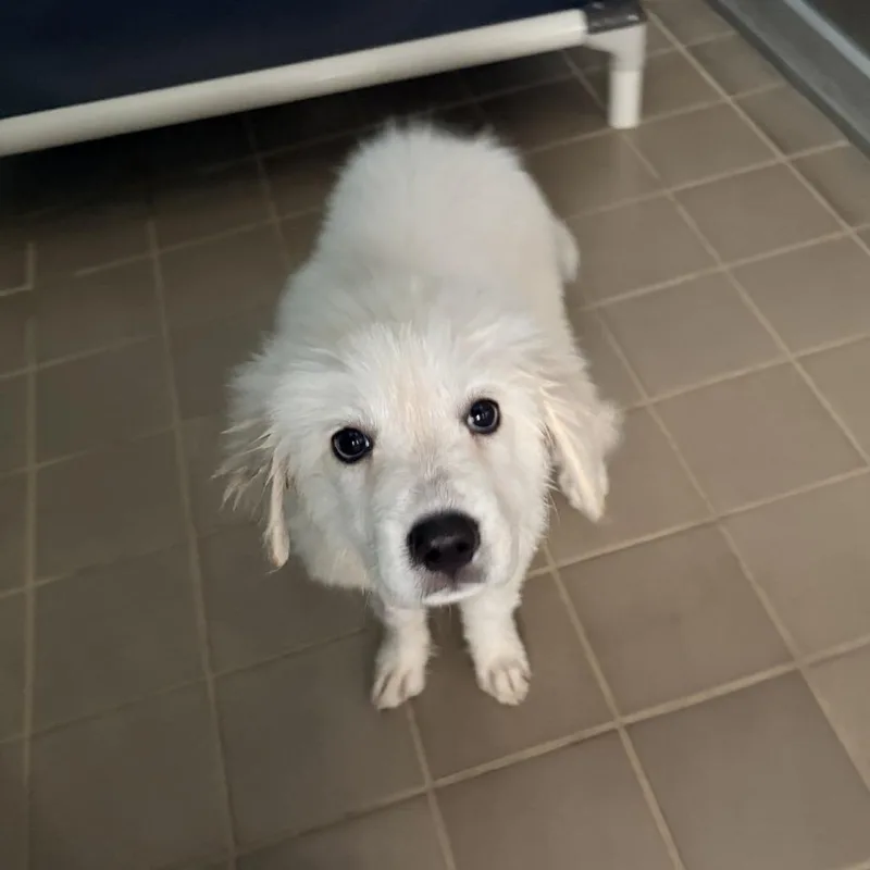 A baby large-sized female Great Pyrenees dog named Eurydice for adoption in Bryan, TX