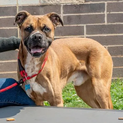 An adult large-sized male Mixed Breed dog named Gardoon for adoption in Chamblee, GA