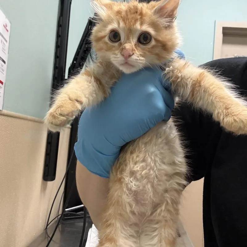 A baby small-sized male Domestic Short Hair cat named Mario for adoption in Tacoma, WA