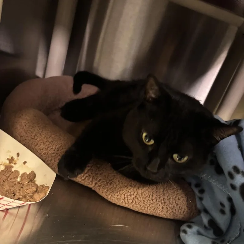 An adult large-sized female Black Domestic Short Hair cat named Zinzy for adoption in San Gabriel, CA