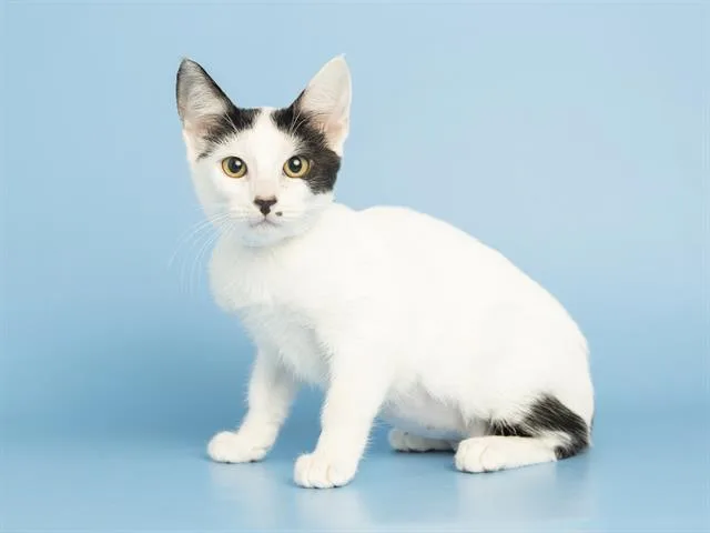 A baby small-sized female Domestic Short Hair cat named Marilyn for adoption in Phoenix, AZ