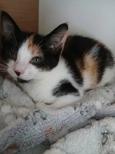 A baby small-sized female Calico Domestic Short Hair cat named Eve for adoption in Raleigh, NC