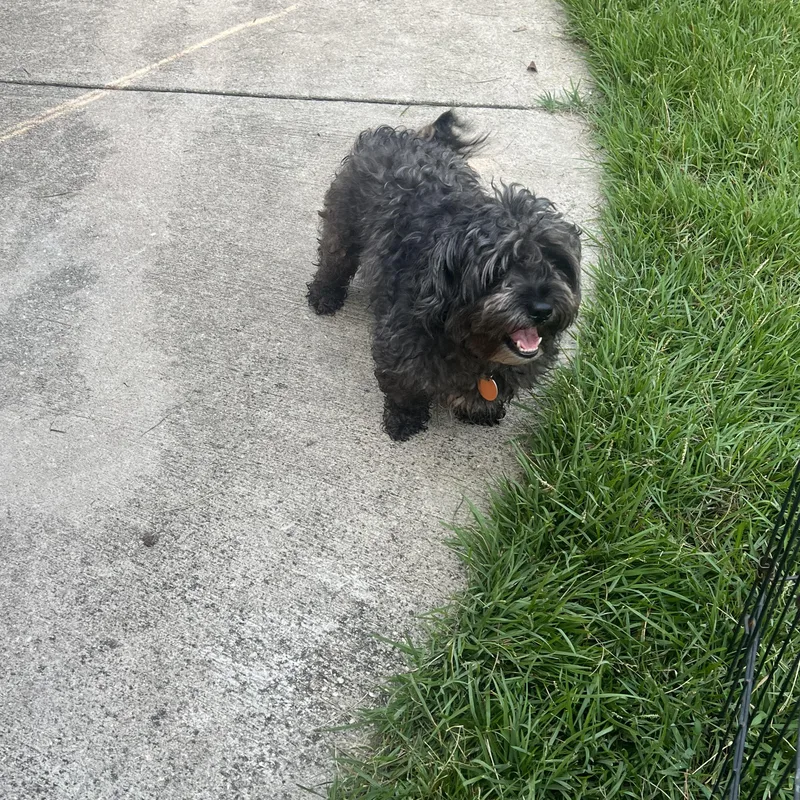 An adult small-sized female Yellow / Tan / Blond / Fawn Shih poo dog named Hemi & Chavelle for adoption in Mobile , AL