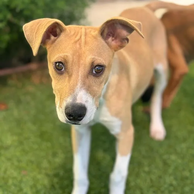 A young medium-sized male Terrier dog named Duran for adoption in San Diego, CA