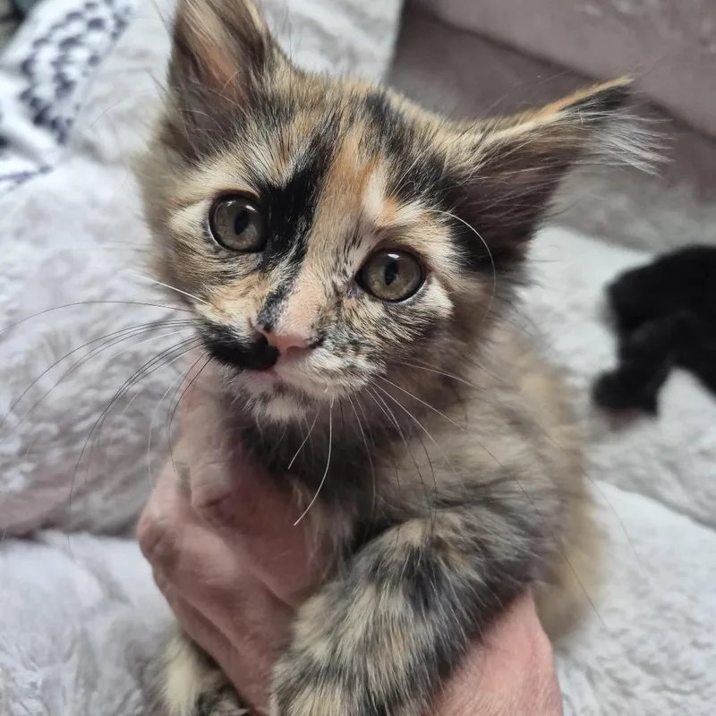 A baby small-sized female Black Domestic Short Hair cat named Kissimmee for adoption in Buffalo, MN