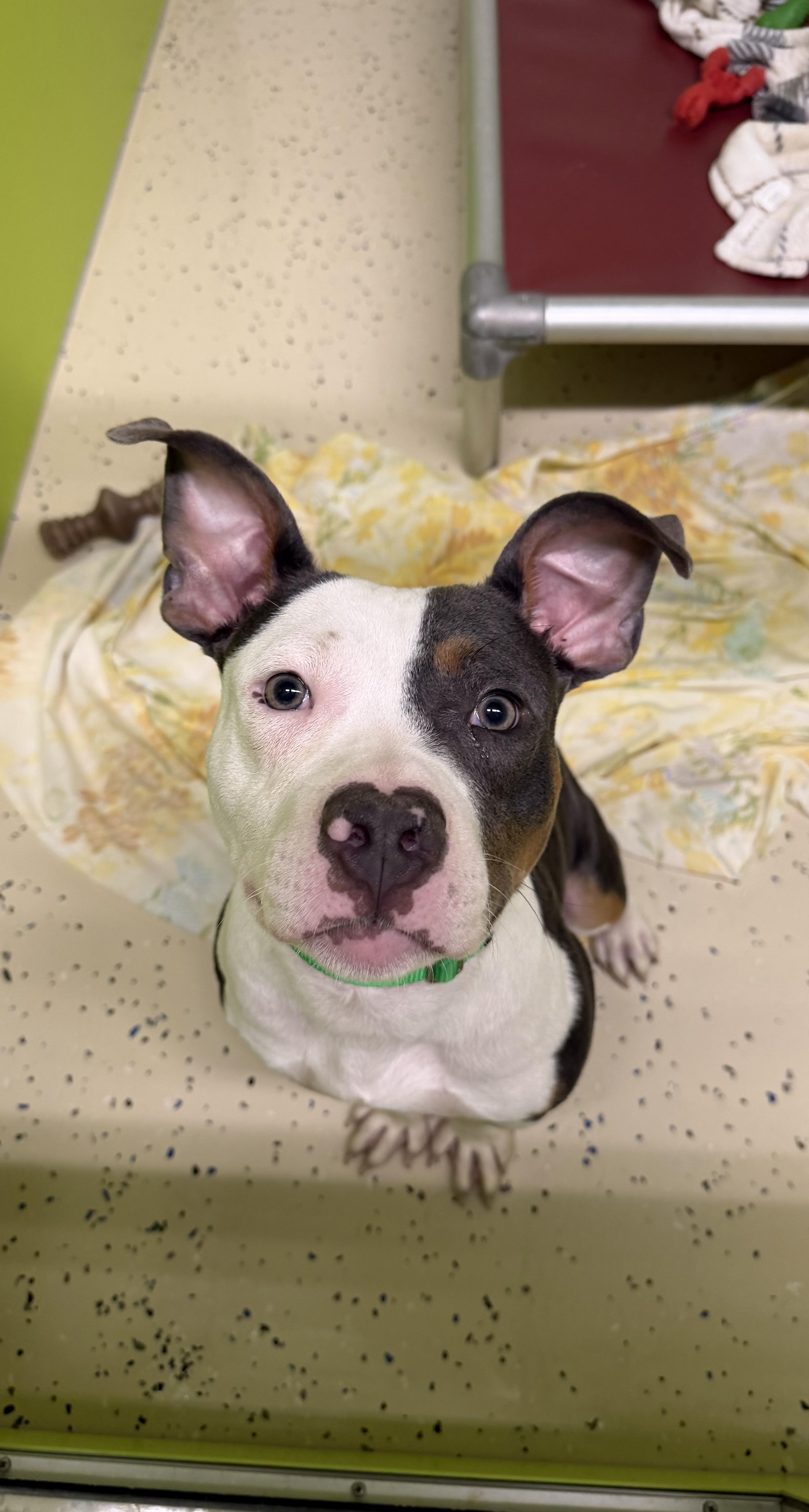A young medium-sized male Tricolor (Brown, Black, & White) Pit Bull Terrier dog named Guppy for adoption in Southold, NY