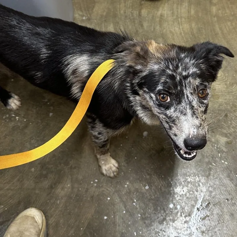 An adult medium-sized female Gray / Blue / Silver Mixed Breed dog named Jane Hathaway for adoption in Corinth, MS