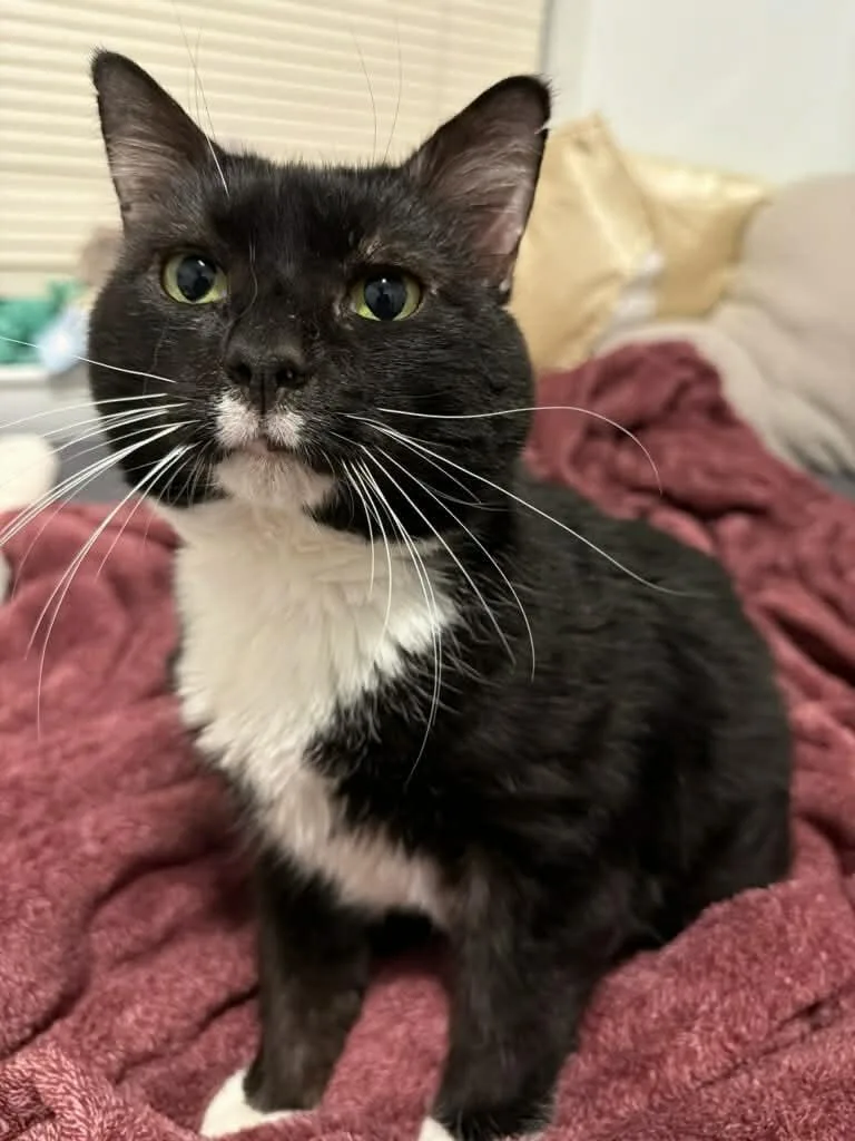 An adult medium-sized male Black & White / Tuxedo Domestic Short Hair cat named Charming for adoption in Champaign, IL