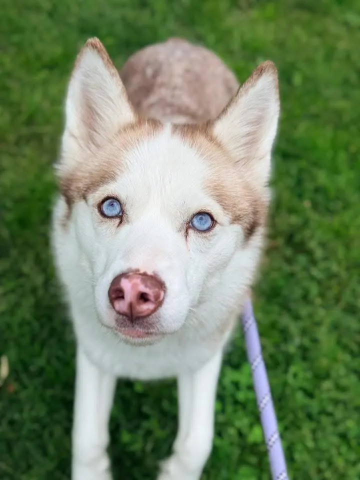 An adult medium-sized female Brown / Chocolate Siberian Husky dog named Estella for adoption in Chicago, IL