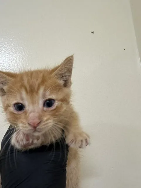 A baby small-sized male Domestic Short Hair cat named Mango for adoption in Fremont, CA