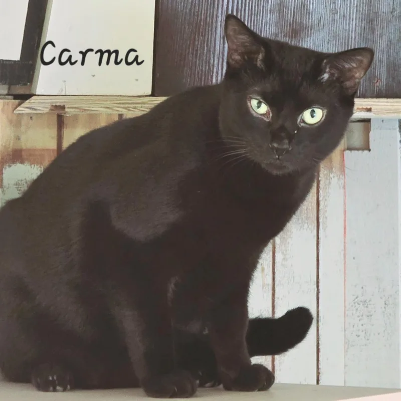 An adult medium-sized female Domestic Short Hair cat named Carma for adoption in St. Augustine, FL
